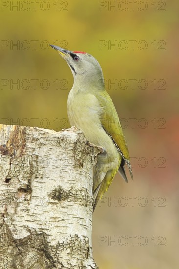 Grey-headed woodpecker (Picus canus), male sitting on a tree stump at the edge of the forest, Hebstwald, Wildlife, woodpeckers, birds, nature photography, Wilnsdorf, North Rhine-Westphalia, Germany