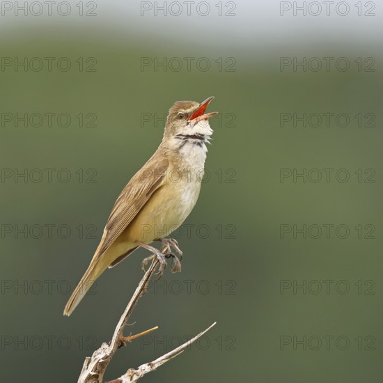 Great Reed Warbler (Acrocephalus arundinaceus), with open beak, singing, twittering, sitting on a twig, singing station, natural habitat, migratory bird, songbirds Lake Neusiedl, Burgenland, Austria