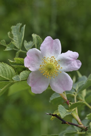 Dog rose (Rosa canina), wild rose, rose hip, blossom, Wilnsdorf, North Rhine-Westphalia, Germany