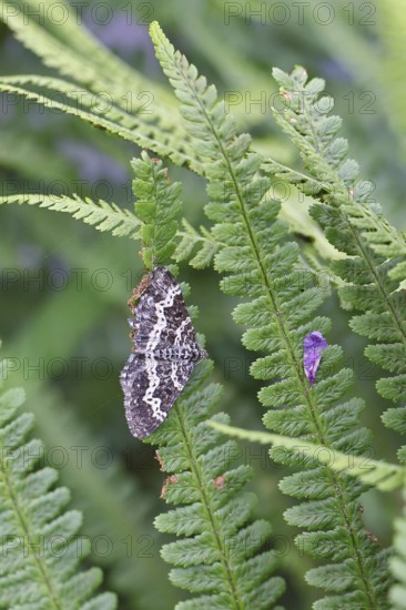 Short-cloaked moth (Nola cucullatella), also known as hedge grey moth or hedge small bear, is a butterfly (moth) of the owl moth family (Noctuidae), Wilnsdorf, North Rhine-Westphalia, Germany