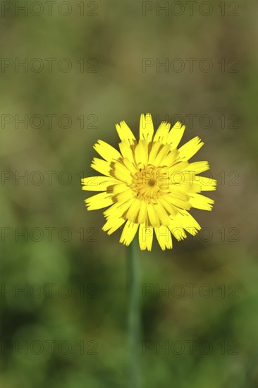 Mouse-ear hawkweed, also known as Lesser mouse-eared hawkweed or long-haired hawkweed (Hieracium pilosella), medicinal plant used medicinally as a diuretic, it also has a mild psychoactive effect that has been compared to that of cannabis, Wilnsdorf, North Rhine-Westphalia, Germany