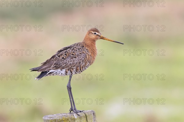 Black-tailed godwit (limosa limosa), on a perch, on a fence post, snipe birds, wildlife, nature photography, wet meadow, Ochsenmoor, Lake Dümmer, Lembruch, Lower Saxony, Germany