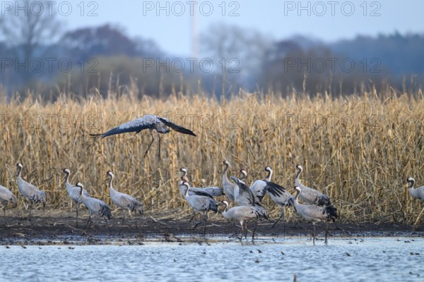 Cranes at the water (grus grus), one flies over the rest in the background withered mouse, Dümmer nature park Park, Lower Saxony, Germany