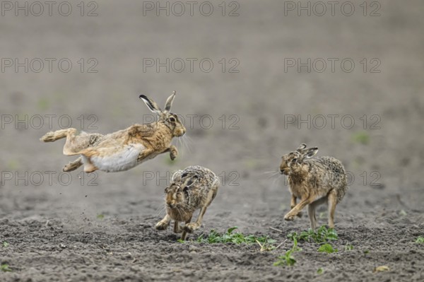 Hare European hare (Lepus europaeus) jumping next to its conspecifics in an open field in rapid movement, Dümmer nature park Park, Lower Saxony, Germany