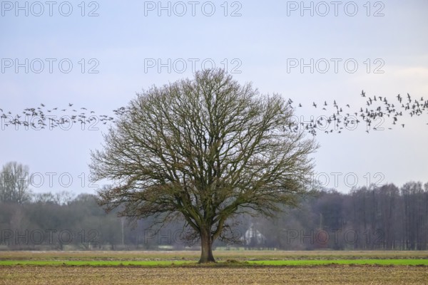 Lone oak tree (Quercus robur) with flock of birds in the sky, Dümmer nature park Park, Lower Saxony, Germany