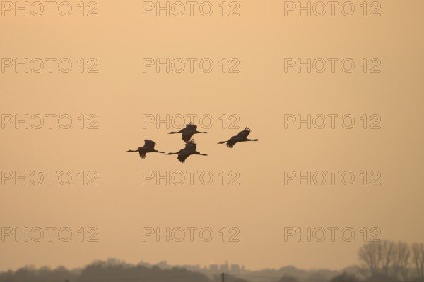 Formation of cranes (Grus grus) in flight over a bright evening sky, Dümmer nature park Park, Lower Saxony, Germany
