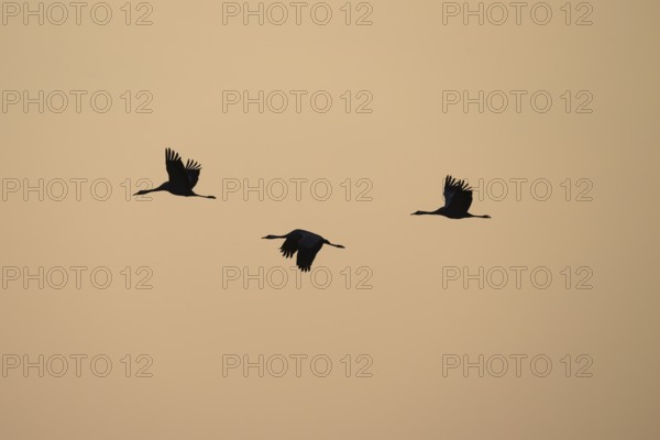 Three cranes (Grus grus) flying at a steady pace against the evening sky, Dümmer nature park Park, Lower Saxony, Germany
