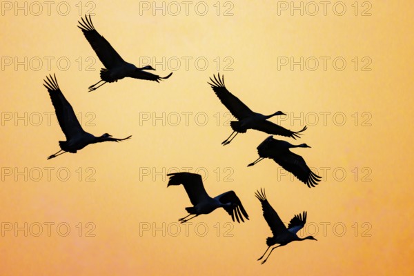 Cranes (grus grus) in V-formation in the orange-coloured sky, Dümmer nature park Park, Lower Saxony, Germany