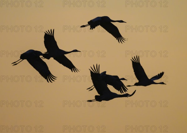 Cranes (Grus grus) flying at sunset, silhouettes against orange sky, Dümmer nature park Park, Lower Saxony, Germany