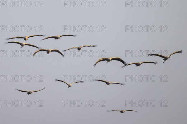 Cranes (grus grus) flying in formation against a cloudless sky, Dümmer nature park Park, Lower Saxony, Germany