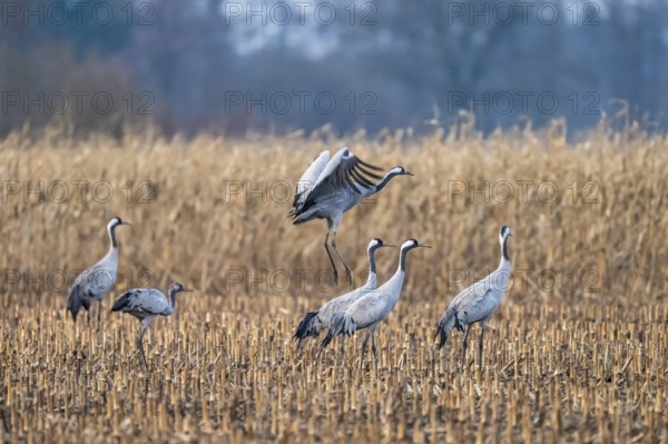 A crane (Grus grus) hops among other cranes in a field, Dümmer nature park Park, Lower Saxony, Germany