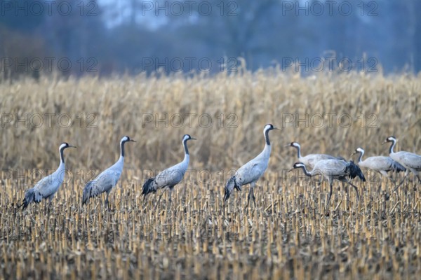 Cranes (Grus grus) standing in a quiet landscape in a field, Dümmer nature park Park, Lower Saxony, Germany