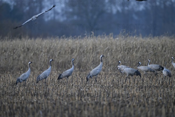 Cranes (Grus grus) c standing in a quiet field in autumn, Dümmer nature park Park, Lower Saxony, Germany