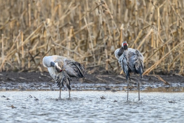 Two cranes (Grus grus) standing at the water's edge in front of reeds and preening themselves, Dümmer nature park Park, Lower Saxony, Germany