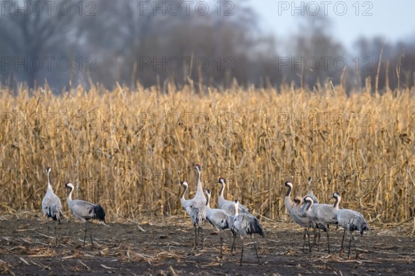 Group of cranes (Grus grus) on a field in front of tall corn stalks, Dümmer nature park Park, Lower Saxony, Germany
