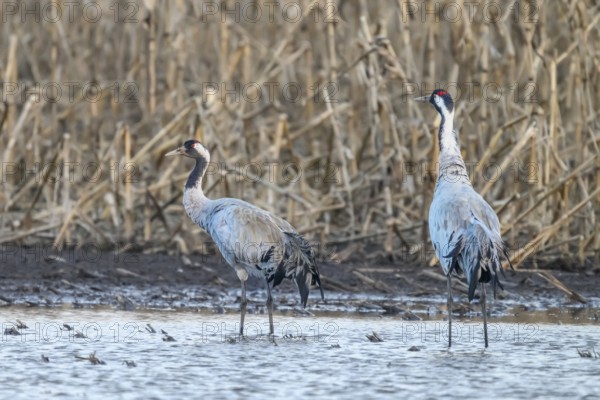 Two cranes (Grus grus) standing at the water's edge in front of reeds, Dümmer nature park Park, Lower Saxony, Germany
