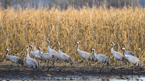 Cranes (Grus grus) migrating along the edge of a field in autumn, Dümmer nature park Park, Lower Saxony, Germany