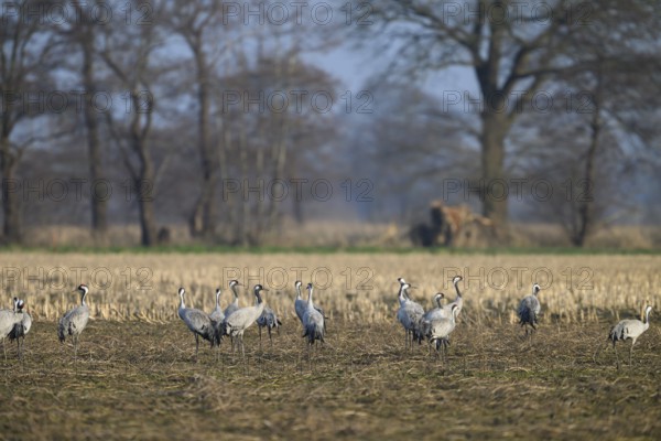 A group of cranes (Gruds grus) in a field in front of bare trees, Dümmer nature park Park, Lower Saxony, Germany