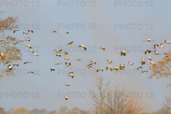 Large group of cranes (Grus grus) in the air over landscape and trees, Dümmer nature park Park, Lower Saxony, Germany