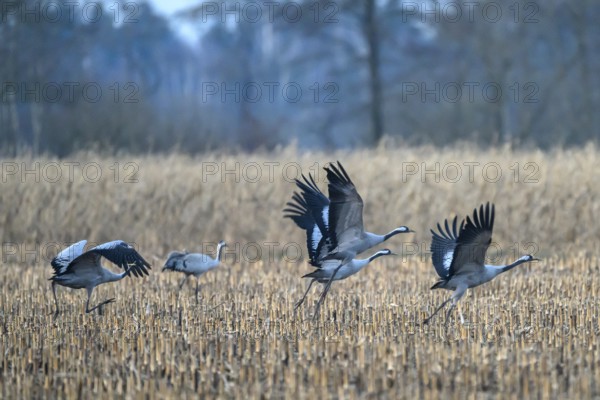 Cranes (grus grus) take off from a field and fly into the sky, Dümmer nature park Park, Lower Saxony, Germany