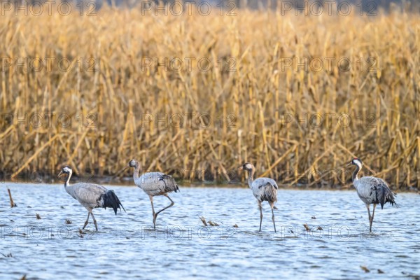 Four cranes (Grus grus) w alking through shallow water in the reeds, Dümmer nature park Park, Lower Saxony, Germany