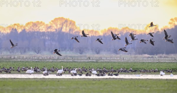 Flock of northern white-fronted geese (Anser albifrons) in flight over a meadow with puddles on which lesser white-fronted swans (Cygnus columbianus bewickii) stand at sunset with warm colours, Mariendrebber, Drebber, Lower Saxony, Germany