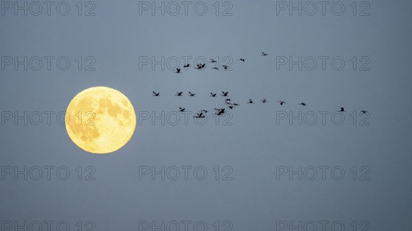 A group of cranes (Grus grus) flying in front of a large full moon in the night sky, Bugewitz, Mecklenburg-Vorpommern, Germany