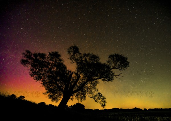 Northern lights aurora borealis over an old pasture on the Hunte dyke, Dümmerniederung nature park Park, Lower Saxony, Germany