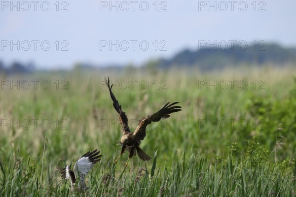 Marsh harrier (Circus aeruginosus) adult female in the air with outstretched wings against a light blue background replacing the male during nest building, Lake Dümmer, Dümmerniederung nature park Park, Lower Saxony, Germany