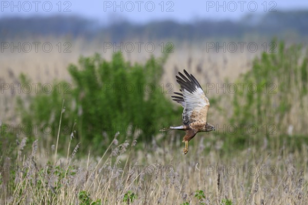 Marsh harrier (Circus aeruginosus) in flight over a reedbed with a slightly cloudy sky, Eickhöpen, Lembruch, Lower Saxony, Germany