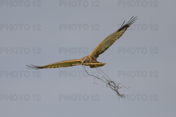 Marsh harrier (Circus aeruginosus) in the air with spread wings hovering over a field with reeds, wings wide open carrying nesting material, Lake Dümmer, Dümmerniederung nature park Park, Lower Saxony, Germany