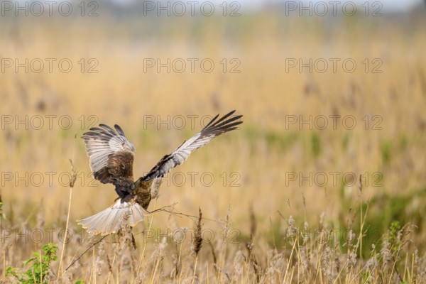 Marsh harrier (Circus aeruginosus) in the air with spread wings hovering over a field with reeds, wings wide open carrying nesting material, Lake Dümmer, Dümmerniederung nature park Park, Lower Saxony, Germany
