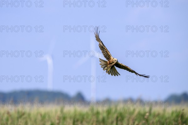 Marsh harrier (Circus aeruginosus) adult female in the air with outstretched wings against a light blue background with wind turbines, Lake Dümmer, Dümmerniederung nature park Park, Lower Saxony, Germany