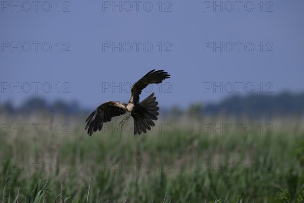 Marsh harrier (Circus aeruginosus) adult female in the air with outstretched wings against a light blue background, Lake Dümmer, Dümmerniederung nature park Park, Lower Saxony, Germany
