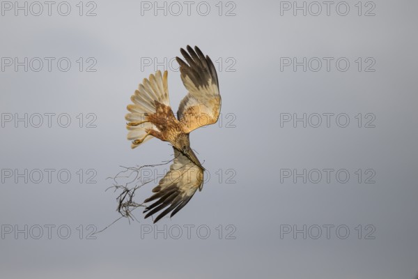 Marsh harrier (Circus aeruginosus) adult male in the air with outstretched wings against a light-coloured background, Lake Dümmer, Dümmerniederung nature park Park, Lower Saxony, Germany