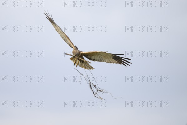 Marsh harrier (Circus aeruginosus) adult male in the air with outstretched wings against a white background, Lake Dümmer, Dümmerniederung nature park Park, Lower Saxony, Germany