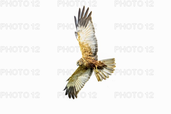 Marsh harrier (Circus aeruginosus) in the air with outstretched wings against a white background, Dümmer See, Dümmerniederung nature park Park, Lower Saxony, Germany