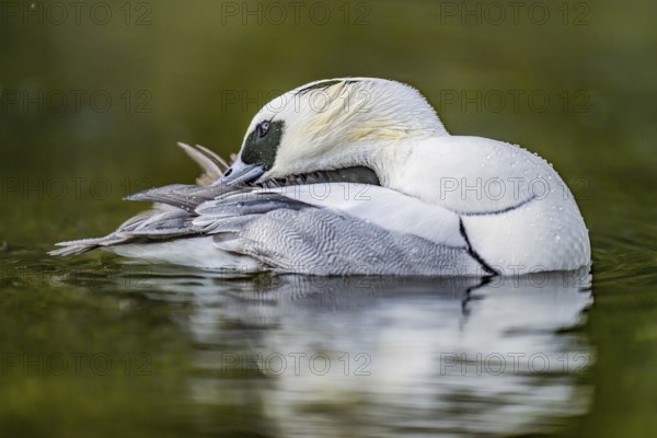 Close-up of a pygmy merganser (Mergellus albellus) in the water grooming its plumage with water droplets on its black and white feathers, captive, North Rhine-Westphalia, Germany