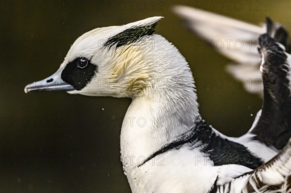 Portrait of a pygmy merganser (Mergellus albellus) in the water with water droplets on its black and white feathers, captive, North Rhine-Westphalia, Germany