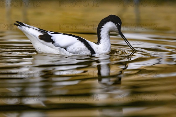 Avocet (Recurvirostra avosetta) captive, North Rhine-Westphalia, Germany