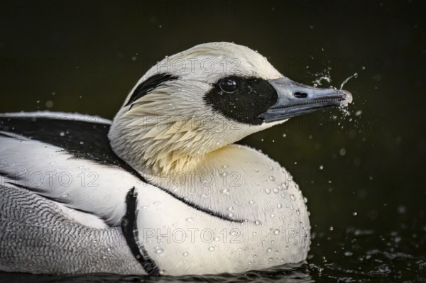 Close-up of a pygmy merganser (Mergellus albellus) in the water with water droplets on its black and white feathers, captive, North Rhine-Westphalia, Germany