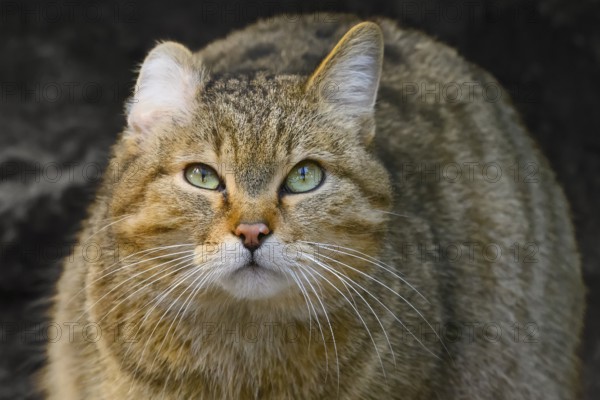 Forest cat Wildcat (Felis silvestris), portrait, captive, North Rhine-Westphalia, Germany