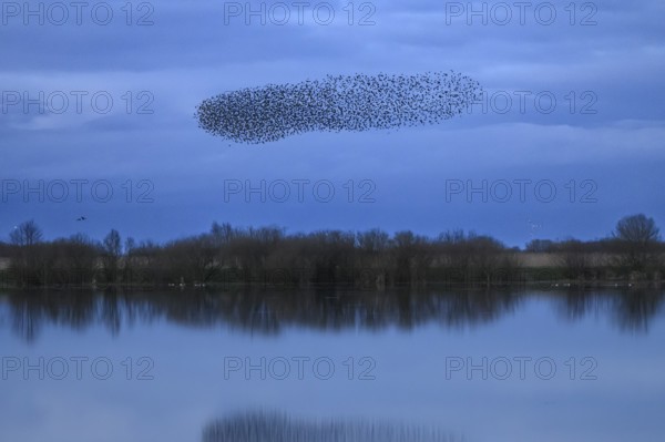 A dense flock of starlings (Sturnus vulgaris) flies over a lake with a reflection of the blue sky, Dümmerniederung nature park Park, Lower Saxony, Germany