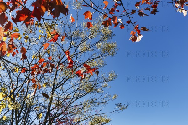 Red autumn leaves, maple leaves (Acer), sunny autumn weather, blue sky, view upwards, Indian Summer, Maine, New England, USA