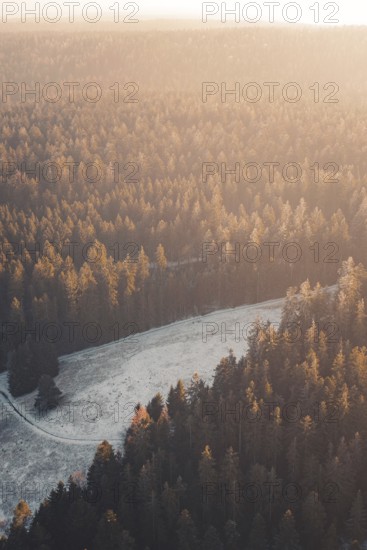 Extensive forest in the golden light of sunset that radiates peace and quiet, Enzklösterle, Calw district, Germany
