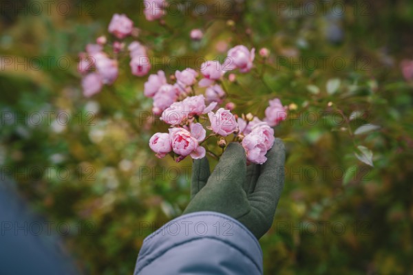 Close-up of pink flowers being held in hand, Herrenberg, Böblingen district, Germany