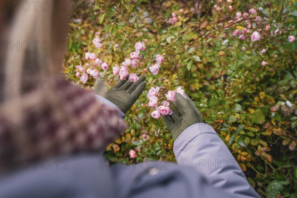 Someone in gloves looks at delicate pink flowers outdoors, Herrenberg, Böblingen district, Germany