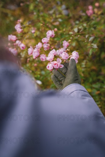 Person in winter clothes admiring pink blossoms in the countryside, Herrenberg, Böblingen district, Germany