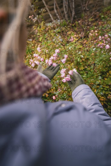 A woman looks at blooming pink flowers, wrapped in warm clothing and gloves, in a garden, Herrenberg, Böblingen district, Germany