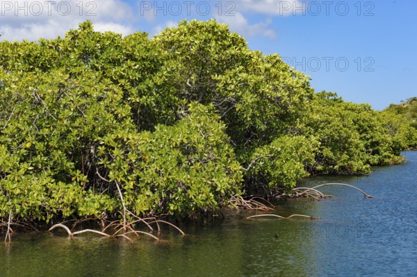 Stilt mangrove (Rhizophora stylosa) stands in lagoon of island in Western Pacific, Pacific Ocean, Yap Island, Yap State, Caroline Islands, Federated States of Micronesia FSM, Australia, Oceania